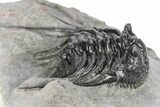 Spiny Leonaspis Trilobite - Morocco #245539-4